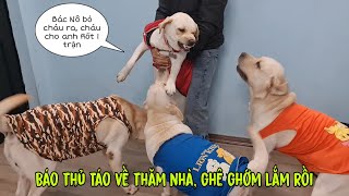 Báo thủ Táo về thăm nhà mà đòi oánh cả mẹ Chi với anh Rốt [upl. by Alaster]