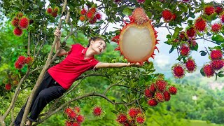 Harvesting Giant Red Rambutan Fruits  Growing more fruit trees and Cooking  Harvest DailyLife [upl. by Anekahs]