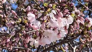 Cherry blossoms Festival  Washington DC 2024 [upl. by Wylde704]