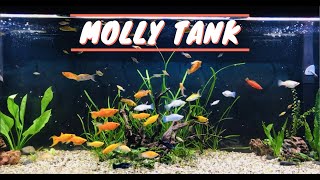 125 Gallon Molly Aquarium  Sailfin Mollies amp Swordtails UPDATE [upl. by Yanel]