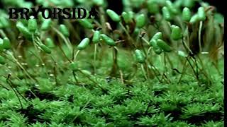 Classification of Bryophytes [upl. by Nnylyma164]