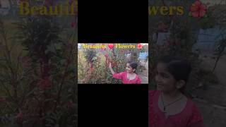 Phella Tere Nain Dekhiya youtubeshorts Beautiful [upl. by Nolram]