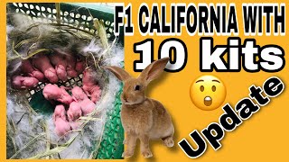 F1 California rabbit nanganak na rata ating sisilipin at update sa pag aalaga ng kuneho [upl. by Hertberg]