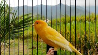 Yellow Canary singing video  Canary Training Song 8 minute  Your canary will sing along [upl. by Notsgnal]