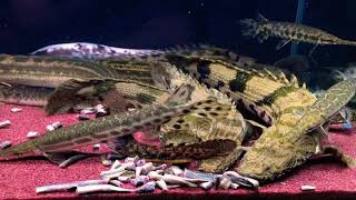 Polypterus Tank Feeding in Korea [upl. by Lipp]