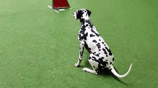 Dalmatian dog Kerttu  Obedience and agility training September 2019 [upl. by Gnal]