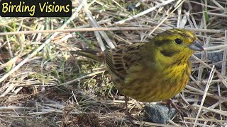 Beautiful Yellowhammer  HD portrait [upl. by Salvatore]