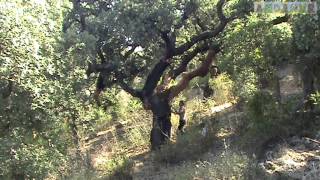 Sardegna la raccolta del sughero Cork harvest in Sardinia  Agricurait [upl. by Attelrahs667]