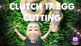 Clutch 17 Pied Ball Python Egg Cutting [upl. by Asilahs]