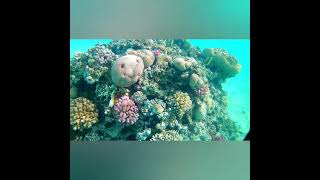 Pyramisa Beach Coral near The V Luxury Resort Sahl Hasheesh [upl. by Calvina412]