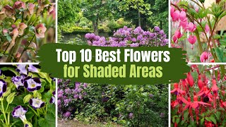 Top 10 Best Flowers for Shaded Areas 🌻🌹  PlantDo Home amp Garden [upl. by Niltak]