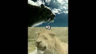 Smilodon VS American lion edit🔥shorts smilodon [upl. by Gibbons]