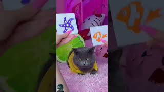 cat tomcats funny catlover pets funnycats cutecat funnycat pet kittencomedy [upl. by Ellingston471]