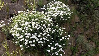 Iberis Sempervirens medicinal plant [upl. by Enyledam]