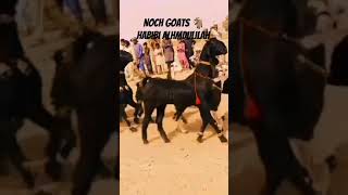 Habibimusic Nochi Goat official chanel vlogs [upl. by Eycats966]