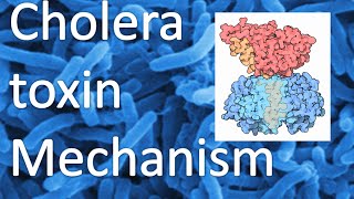 Cholera toxin mechanism [upl. by Winou472]