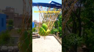 Harvesting mangoes from trees 🥭 mango organicfarming nature mangonoise [upl. by Cozza421]