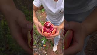 Pomegranates are very easy to pluck in hilly areas and our pomegranates are very sweet agriculture [upl. by Surtimed159]