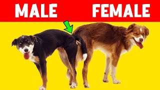 The Surprising Reason Dogs Get Stuck  Explained in Detail 🐕 [upl. by Naujej]