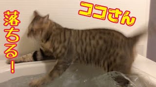 保護猫ココさん、お風呂に落ちる。cat fall in the bath [upl. by Allimak697]