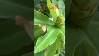 Costus Spiralis flowers common name is Spiral Ginger nature [upl. by Noseyt470]