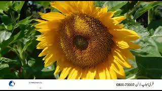 Sunflower Seed of ICI Pakistan  Hysun 33 Advanta [upl. by Vesta]