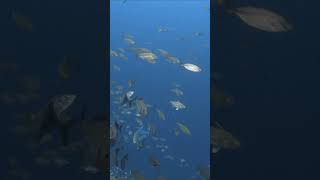 Fish being hunted in Palau coralreef wildlife ocean [upl. by Drusilla217]