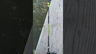 insidesportfishing bassfishing sportfish fishing bass sportfishing spottedbas freshwaterfish [upl. by Junko]