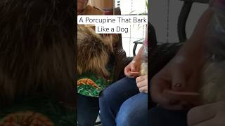 A Porcupine That Bark Like a Dog🐽🐽 shortvideo animals rescue procupine dog [upl. by Joanne207]