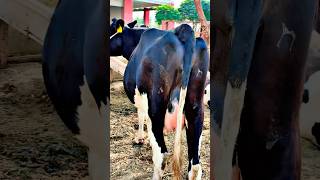 Most beautiful cows cow animals milk [upl. by Nylodnewg]