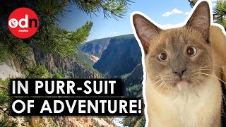 Yellowstone Cat’s PurrPlexing Journey From Wyoming to California [upl. by Lomax]