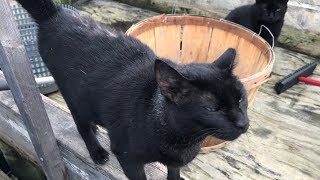 Meet the Cats of Tangier Island [upl. by Nujra]