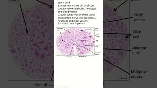 Spinal cord histology slide with identifying points biology anatomy humananatomy science [upl. by Patman849]