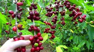 Coffee Plantation in Coorg  Coorg Resorts  Coorg Home Stays [upl. by Decato]