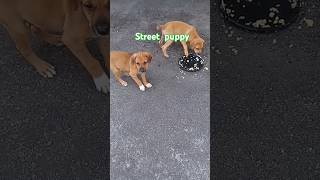 කාටද ඔින💓 hungry puppy on road 😂 rottweiler pets puppy streetdog hungary [upl. by Weissberg]