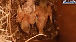 Yellow Gouldian Finch Baby  15 Days old Chicks [upl. by Zima]