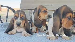 Basset hound puppies at 6 weeks old [upl. by Forta]