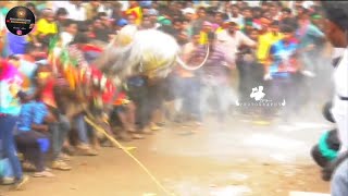 Giddampatti Eruthukattu mass  Krishnagiri Jallikattu Lover  Krishnagiri Eruthukattu Jallikattu [upl. by Inat]