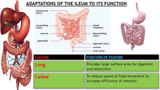 Adaptations of ileum to its functions [upl. by Maxim364]