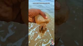 jelly fish returned to their sea jellyfishsea shorts jellyfish fishing ocean octopus beach [upl. by Sheridan798]