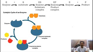 Chapter 2  First year Biology  Enzymes Part 3  Mechanism of enzyme action  Sindh Text Board [upl. by Ynaffital]