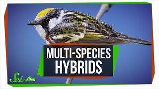 When Three Species Combine MultiSpecies Hybrids [upl. by Lizzie]