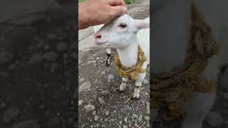 shorts Goat life Philippines amazing travel animals nature fun [upl. by Eilujna]