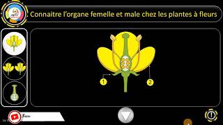 Autopollinisation  Pollinisation Croisée  les étapes de la Fécondation les plantes a fleur [upl. by Nymsaj]