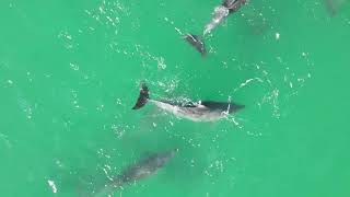 September Dolphins Beautiful creatures hunting is best from 1min 30 secs [upl. by Netsirhc668]