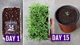 How to Grow Acroclinium Paper Daisy from Seeds Easily [upl. by Ailsa]