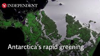 Satellite images show Antarctica is turning ‘green’ faster than previously thought [upl. by Emmaline]