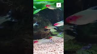 How To Spot STRESS in Aquarium Fish  😷 shortsvideo fishtank [upl. by Ljoka]