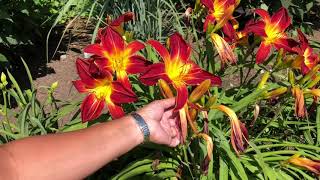 How To Care For Daylilies [upl. by Madelyn]