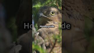 Honeyguide Birds Natures Sweetest Partnership facts wildlife nature animals history [upl. by Niaz615]